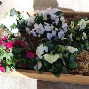 Meet your Posher, Anne